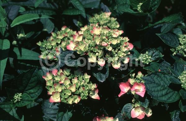 Pink blooms; Salmon blooms; Deciduous; Broadleaf