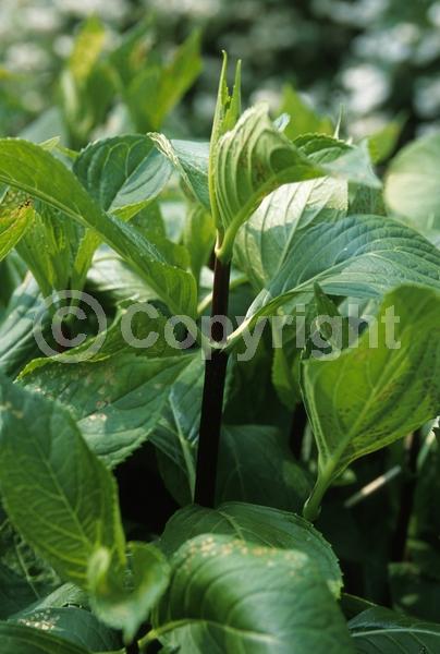 Blue blooms; Pink blooms; Deciduous; Broadleaf