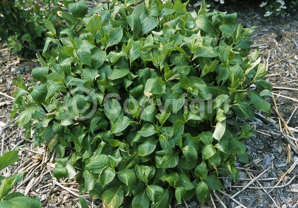 Blue blooms; Pink blooms; Deciduous; Broadleaf