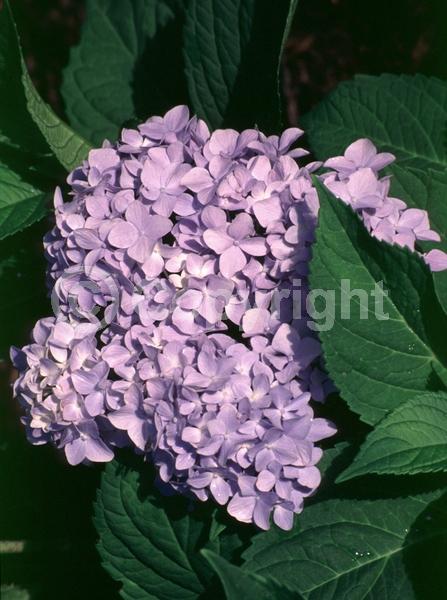 Blue blooms; Purple blooms; Lavender blooms; Deciduous; Broadleaf