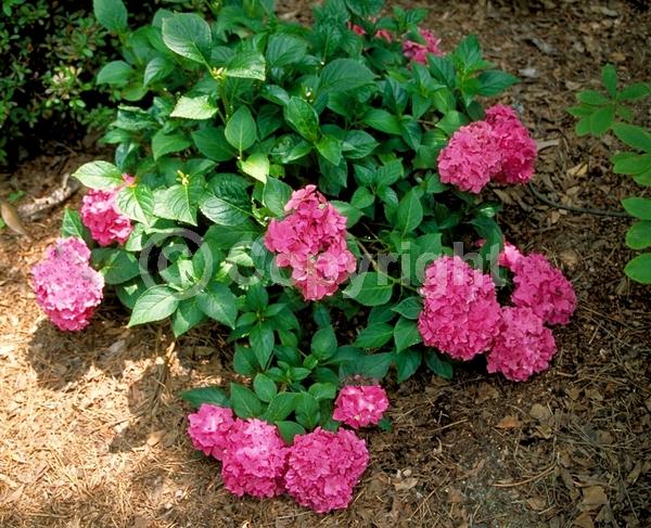 Salmon blooms; Deciduous; Broadleaf