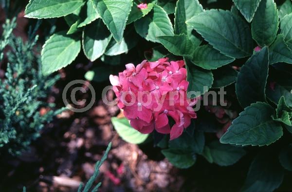 Salmon blooms; Deciduous; Broadleaf