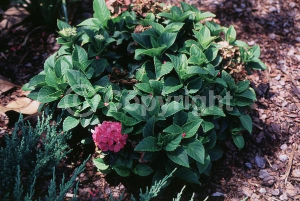 Salmon blooms; Deciduous; Broadleaf
