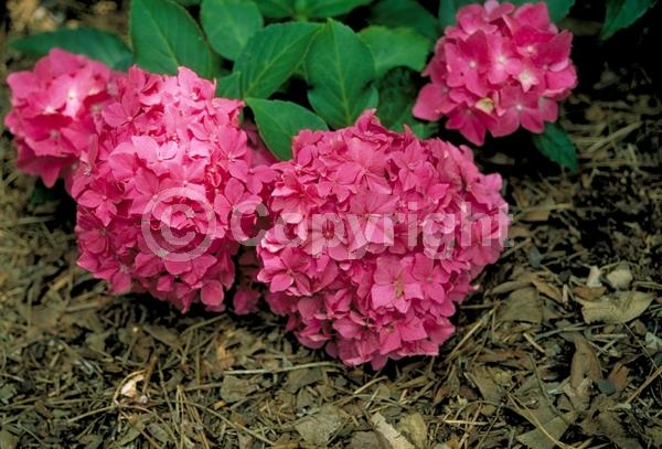 Salmon blooms; Deciduous; Broadleaf