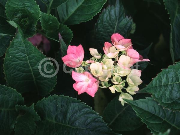 Purple blooms; Pink blooms; Lavender blooms; Deciduous; Broadleaf