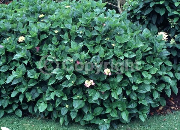 Purple blooms; Pink blooms; Lavender blooms; Deciduous; Broadleaf