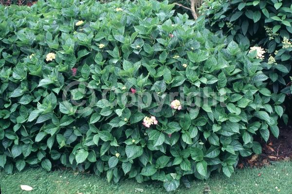 Purple blooms; Pink blooms; Lavender blooms; Deciduous; Broadleaf