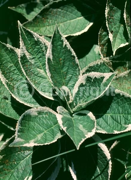 Blue blooms; Purple blooms; Pink blooms; Lavender blooms; Deciduous; Broadleaf