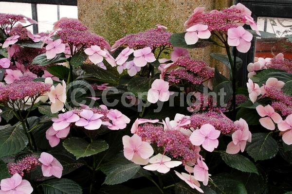 Yellow blooms; White blooms; Deciduous; Broadleaf