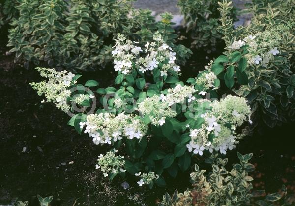 White blooms; Pink blooms; Deciduous; Broadleaf