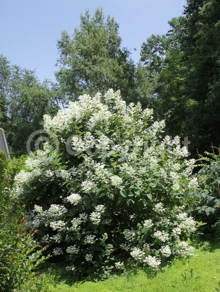 White blooms; Pink blooms; Deciduous; Broadleaf