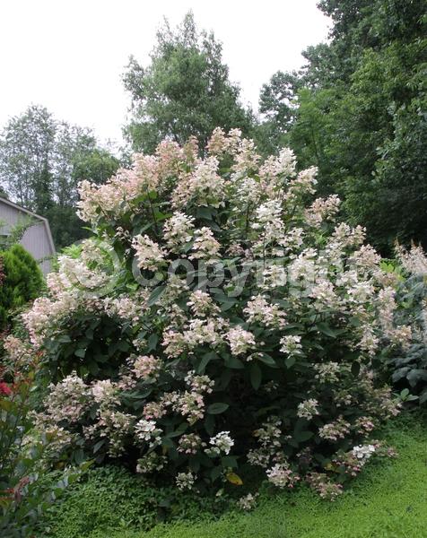 White blooms; Pink blooms; Deciduous; Broadleaf