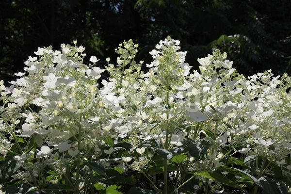 White blooms; Pink blooms; Deciduous; Broadleaf