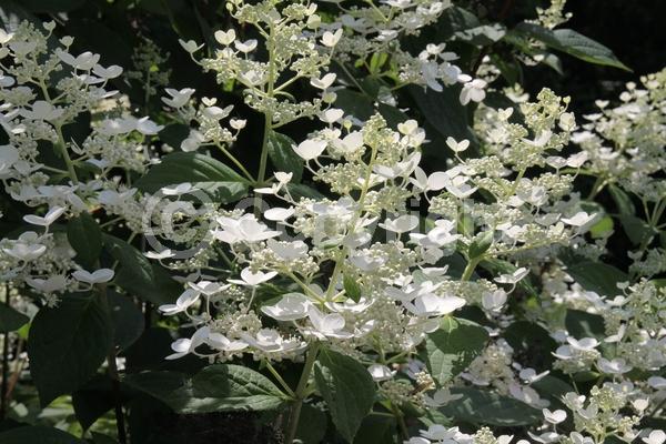 White blooms; Pink blooms; Deciduous; Broadleaf