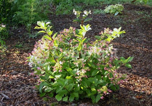 White blooms; Pink blooms; Deciduous; Broadleaf