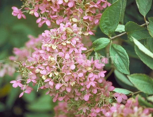 White blooms; Pink blooms; Deciduous; Broadleaf