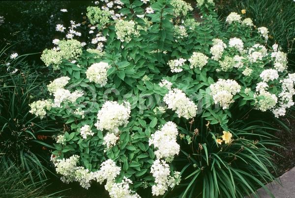 White blooms; Pink blooms; Deciduous; Broadleaf