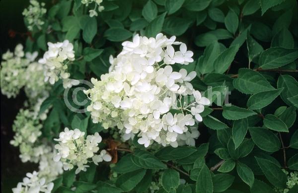 White blooms; Pink blooms; Deciduous; Broadleaf