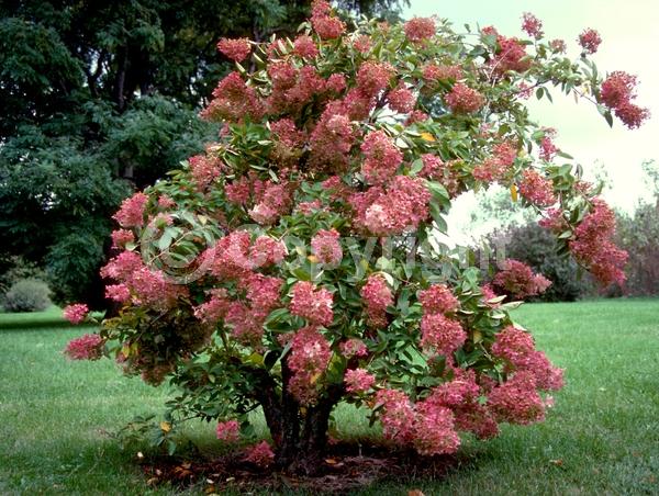 White blooms; Pink blooms; Deciduous; Broadleaf