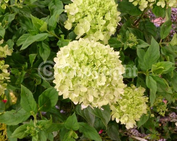 Green blooms; Deciduous; Broadleaf