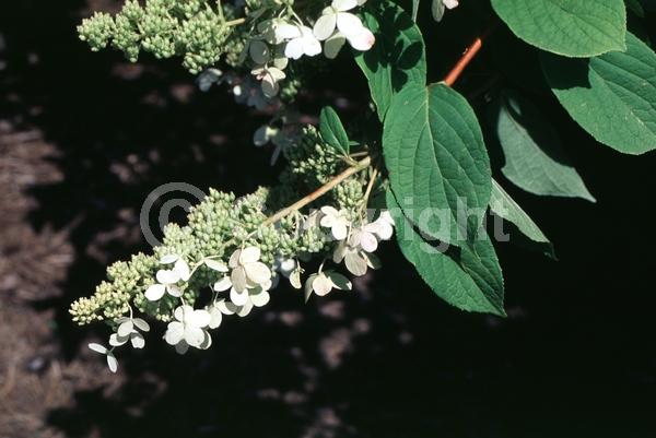 White blooms; Deciduous; Broadleaf