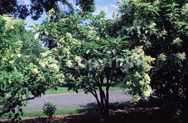 White blooms; Deciduous; Broadleaf
