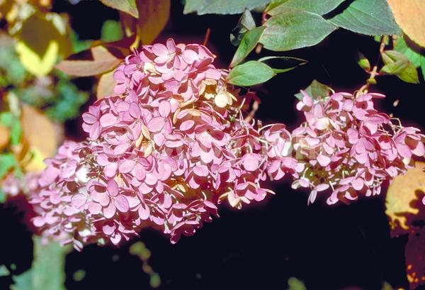 White blooms; Pink blooms; Deciduous; Broadleaf