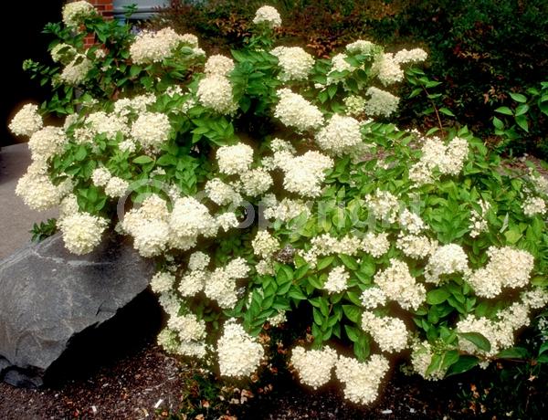 White blooms; Pink blooms; Deciduous; Broadleaf
