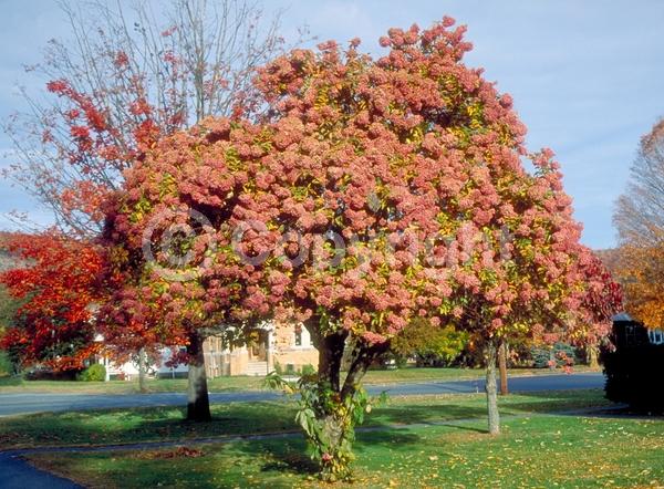 White blooms; Pink blooms; Deciduous; Broadleaf