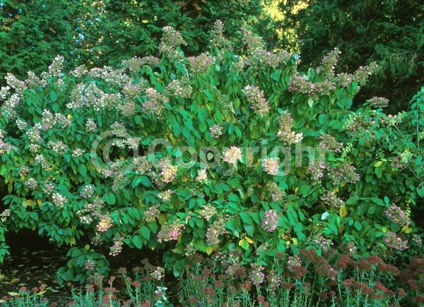White blooms; Pink blooms; Deciduous; Broadleaf