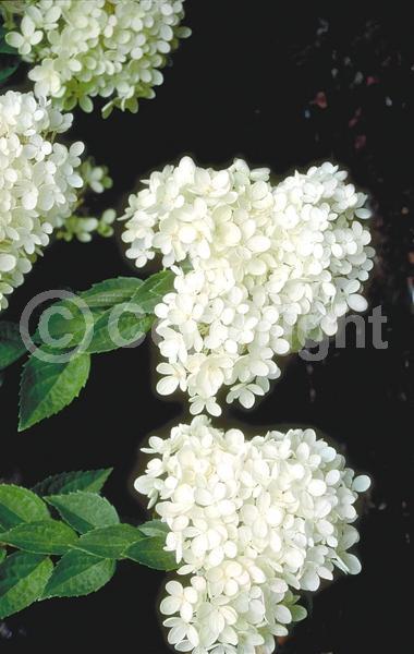 White blooms; Pink blooms; Deciduous; Broadleaf