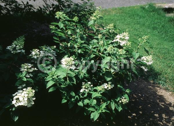 White blooms; Deciduous; Broadleaf