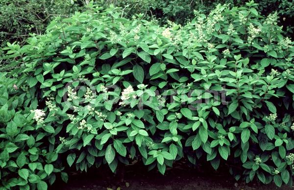 White blooms; Deciduous; Broadleaf