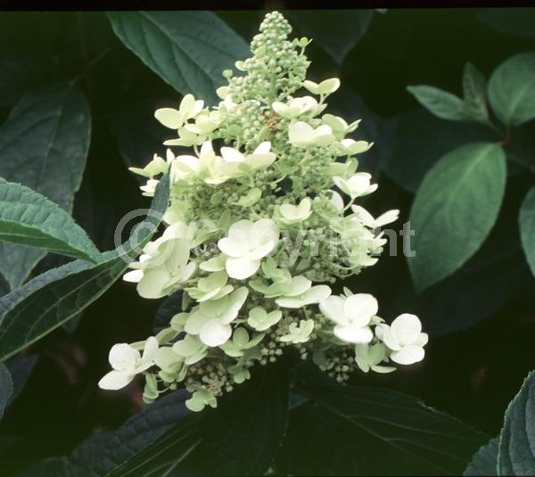 White blooms; Deciduous; Broadleaf