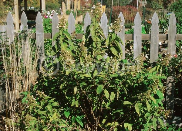 White blooms; Deciduous; Broadleaf