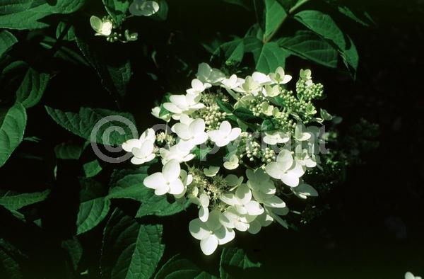 White blooms; Deciduous; Broadleaf