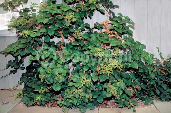 White blooms; Deciduous; Broadleaf