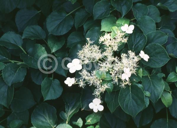 White blooms; Deciduous; Broadleaf