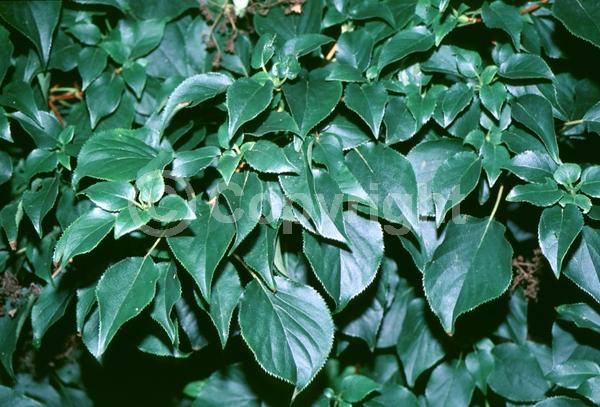 White blooms; Deciduous; Broadleaf