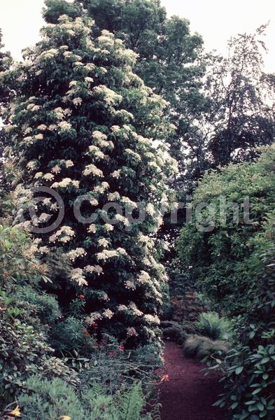 White blooms; Deciduous; Broadleaf