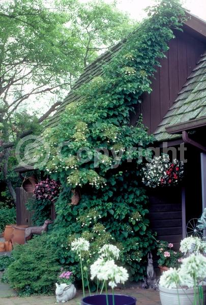 White blooms; Deciduous; Broadleaf