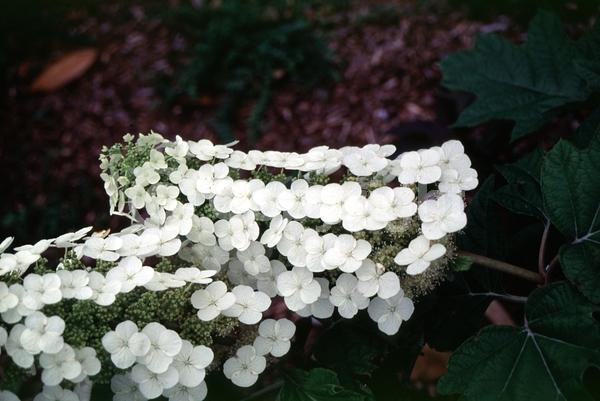 White blooms; Deciduous; Broadleaf; North American Native