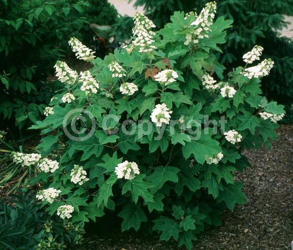 White blooms; Deciduous; Broadleaf; North American Native