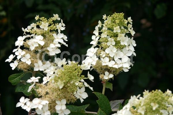 White blooms; Deciduous; Broadleaf; North American Native