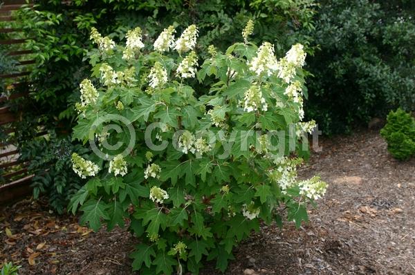 White blooms; Deciduous; Broadleaf; North American Native