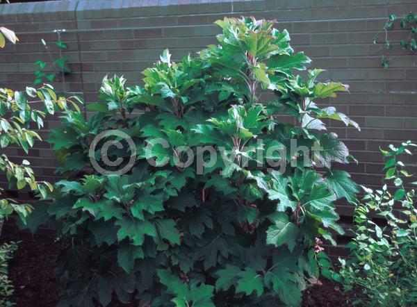 White blooms; Pink blooms; Deciduous; Broadleaf; North American Native