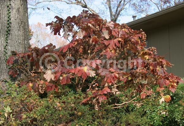 White blooms; Pink blooms; Deciduous; Broadleaf; North American Native
