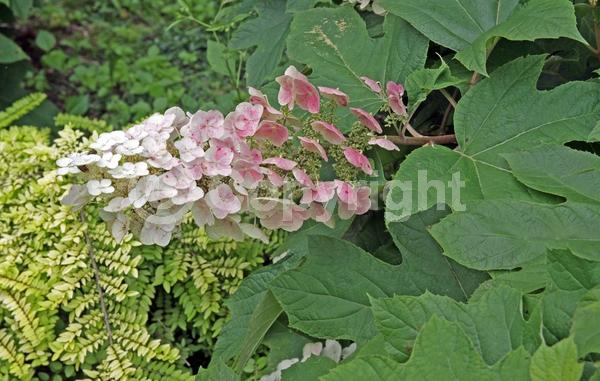 White blooms; Pink blooms; Deciduous; Broadleaf; North American Native