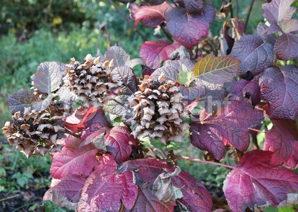 White blooms; Pink blooms; Deciduous; Broadleaf; North American Native