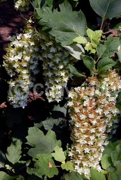 White blooms; Pink blooms; Deciduous; Broadleaf; North American Native